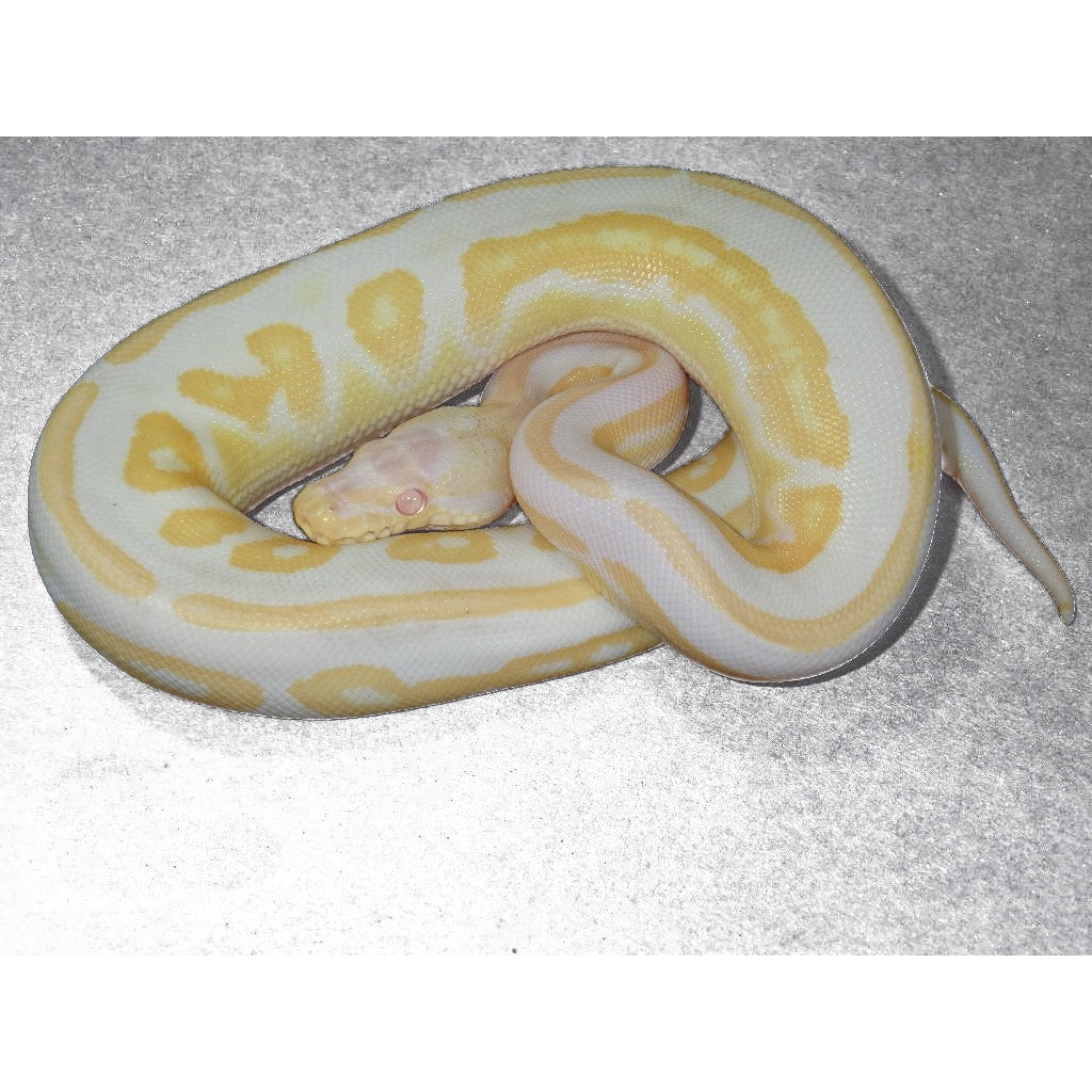 Baby Albino Ball Pythons