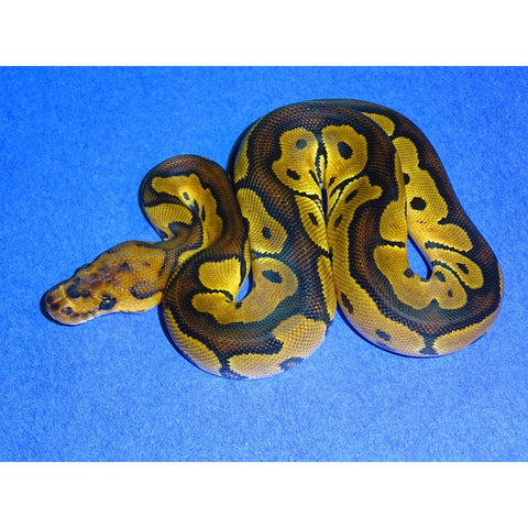 killer clown ball python animal facts - python regius... How To Identify Clown Ball Python