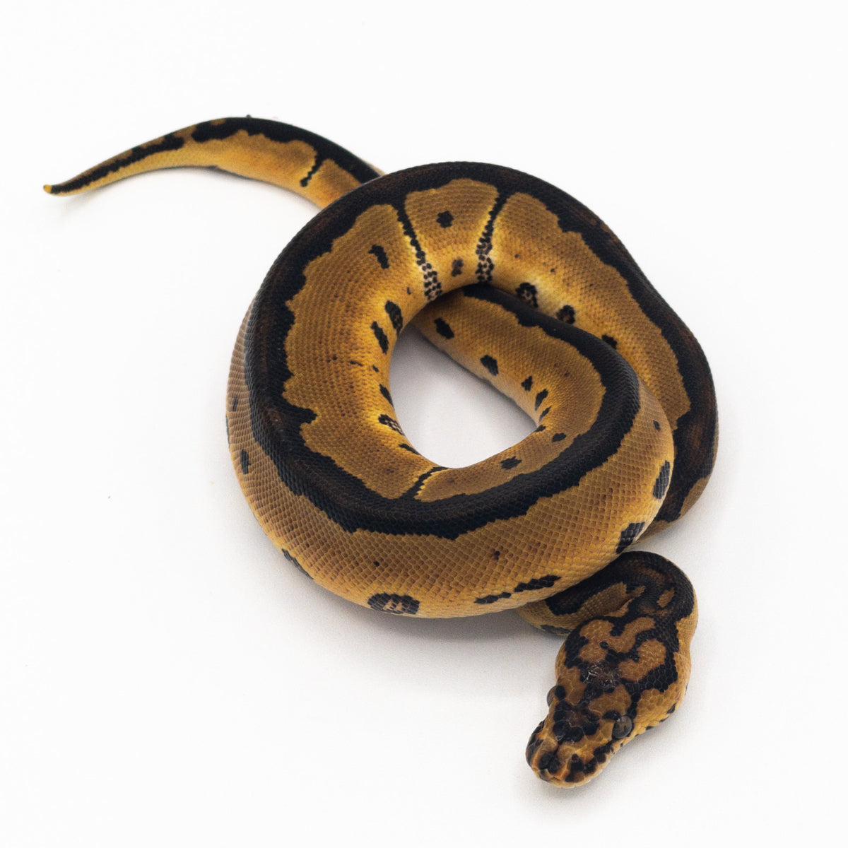 Ball Python Pastjave Pastel Clown Ball Python