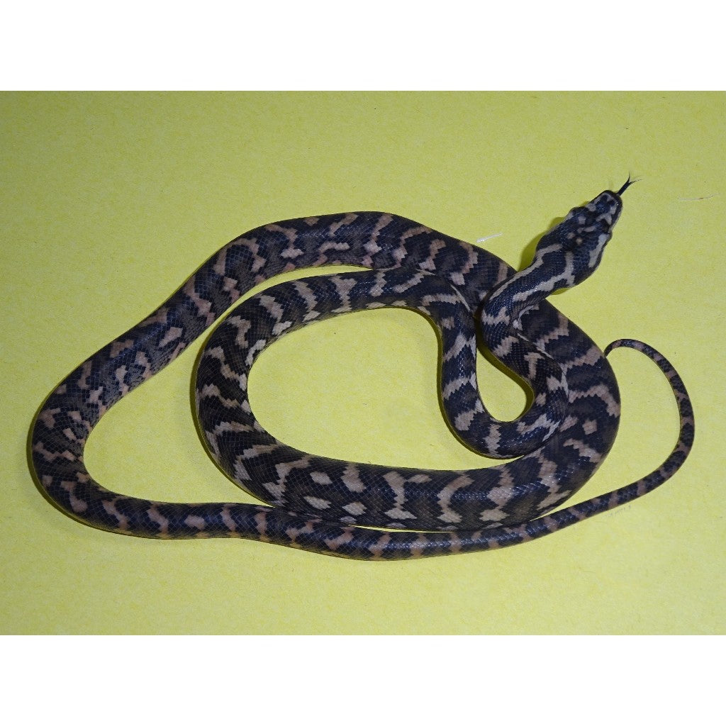 Snow Coastal Python Coastal Carpet Python