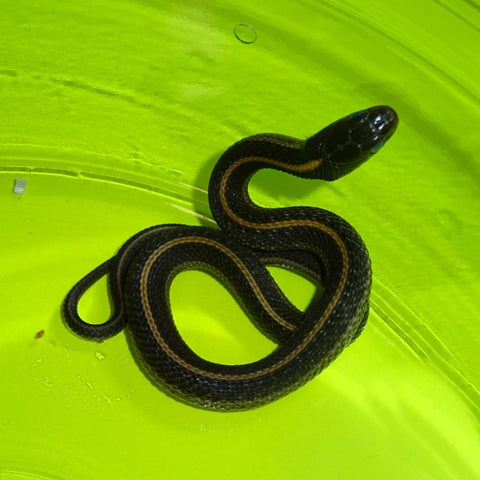 Coastal Garter Snakes
