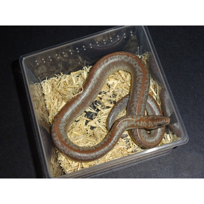 Unusual Rosy Boas (Various Morphs)