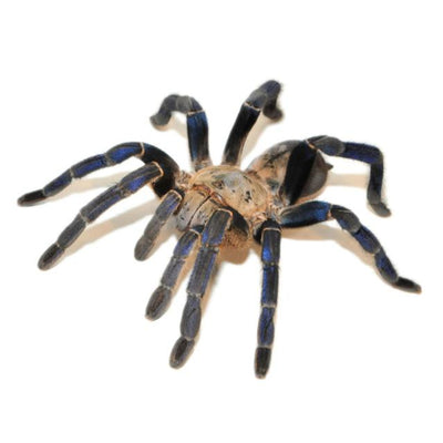 Cobalt Blue Tarantulas