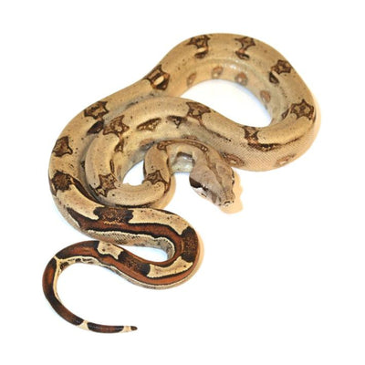 Colombian Red Tail Boas