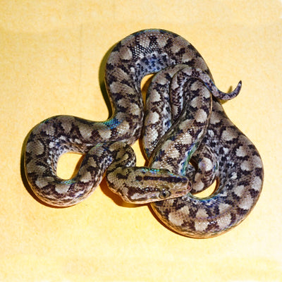 Colombian Rainbow Boas