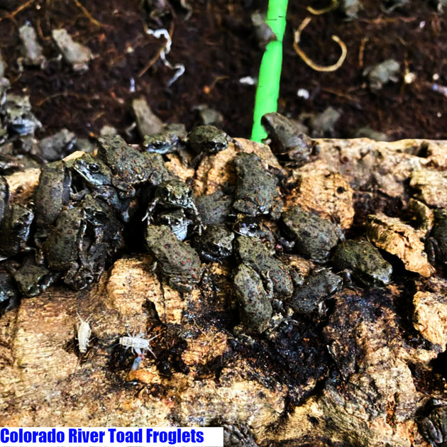 Buy Colorado River Toads (Incilius alvarius) Large Amphibians for