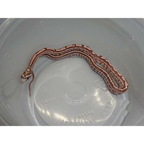 Coral Ghost Tessera Corn Snakes