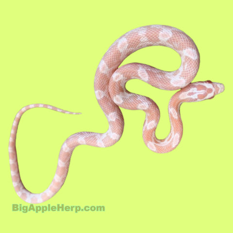 Coral Pink Corn Snakes (Multiple Morph Choices)