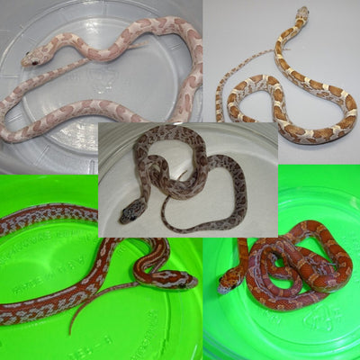 Unusual Limited Edition Corn Snakes