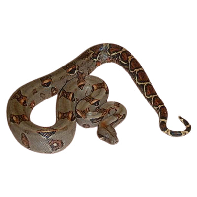 Costa Rican Boas