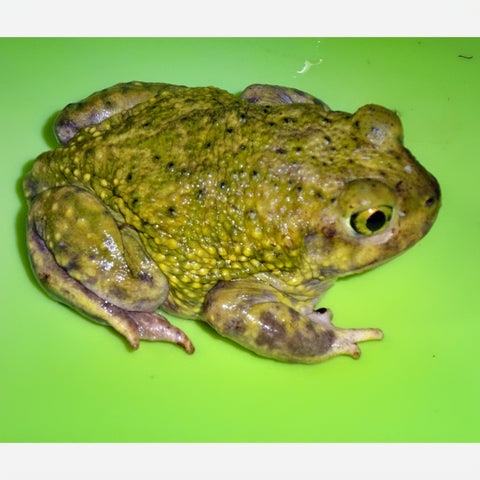 Couch's Spadefoot Toads
