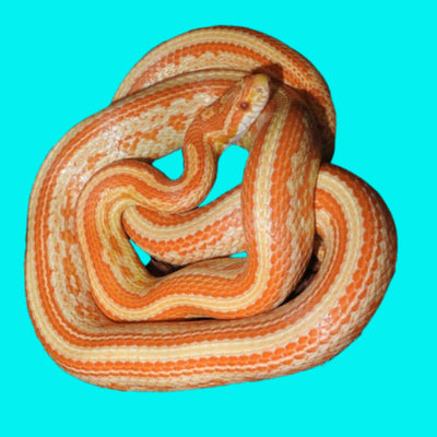 Creamsicle Tessera Corn Snakes