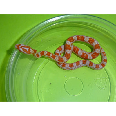 Creamsicle Corn Snakes