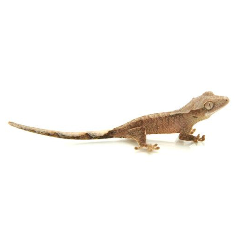 High-End Crested Gecko