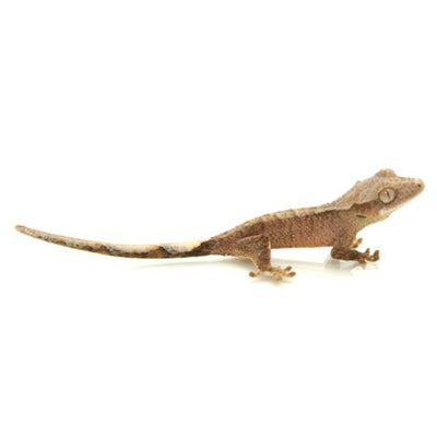 Crested Geckos - Various Morphs