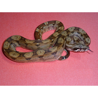 Colombian Red Tail Boas – Big Apple Pet Supply