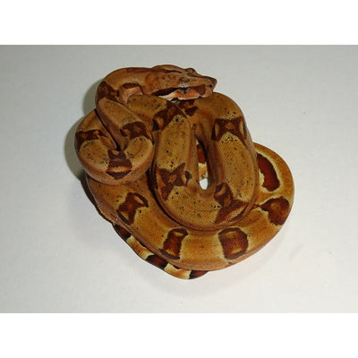 Double Het Sunglow Purple Jungle Boas