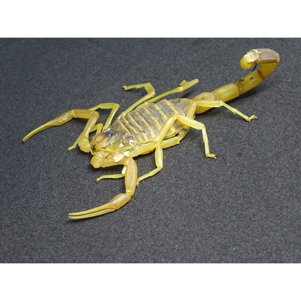 Arabian Fat Tail Scorpions for sale – Big Apple Herp - Reptiles