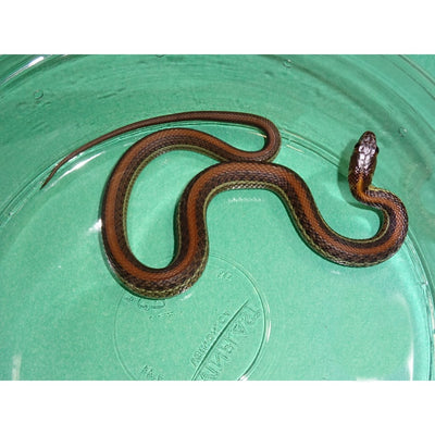 Diluvial Mex Garter Snakes