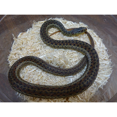 Eastern Garter Snakes