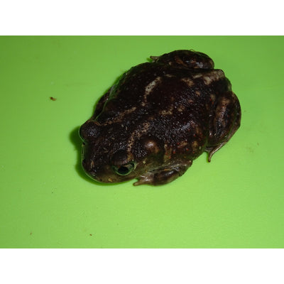 Eastern Spadefoot Toad