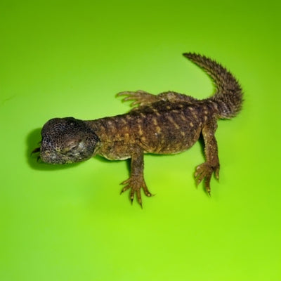 Egyptian Uromastyx