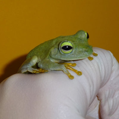 Emerald Eye Tree Frogs