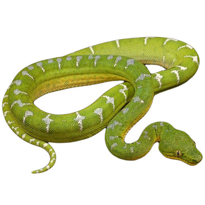 Buy Boas & Pythons With Overnight Delivery | Big Apple Herp