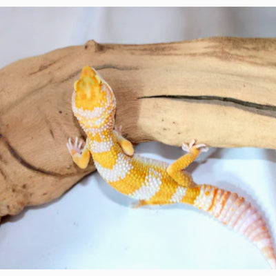 GIANT TREMPER Leopard Geckos (Many Morphs Available)