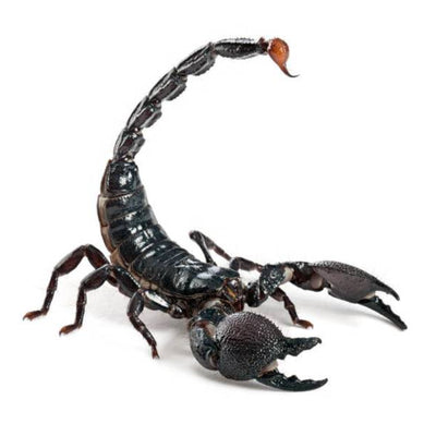 Emperor Scorpions (True P. imperator)