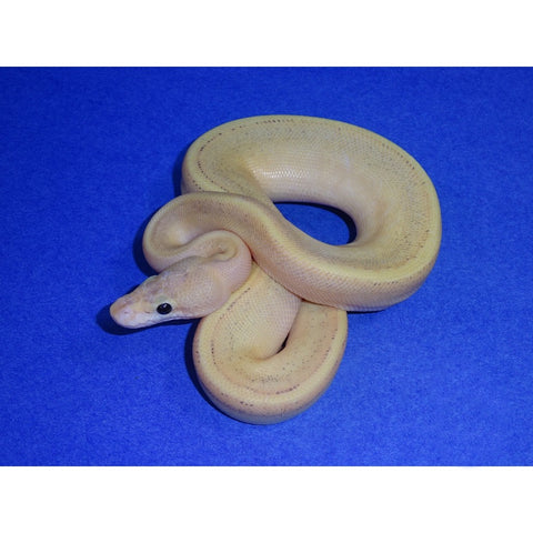 Enchi Ivory Ball Python