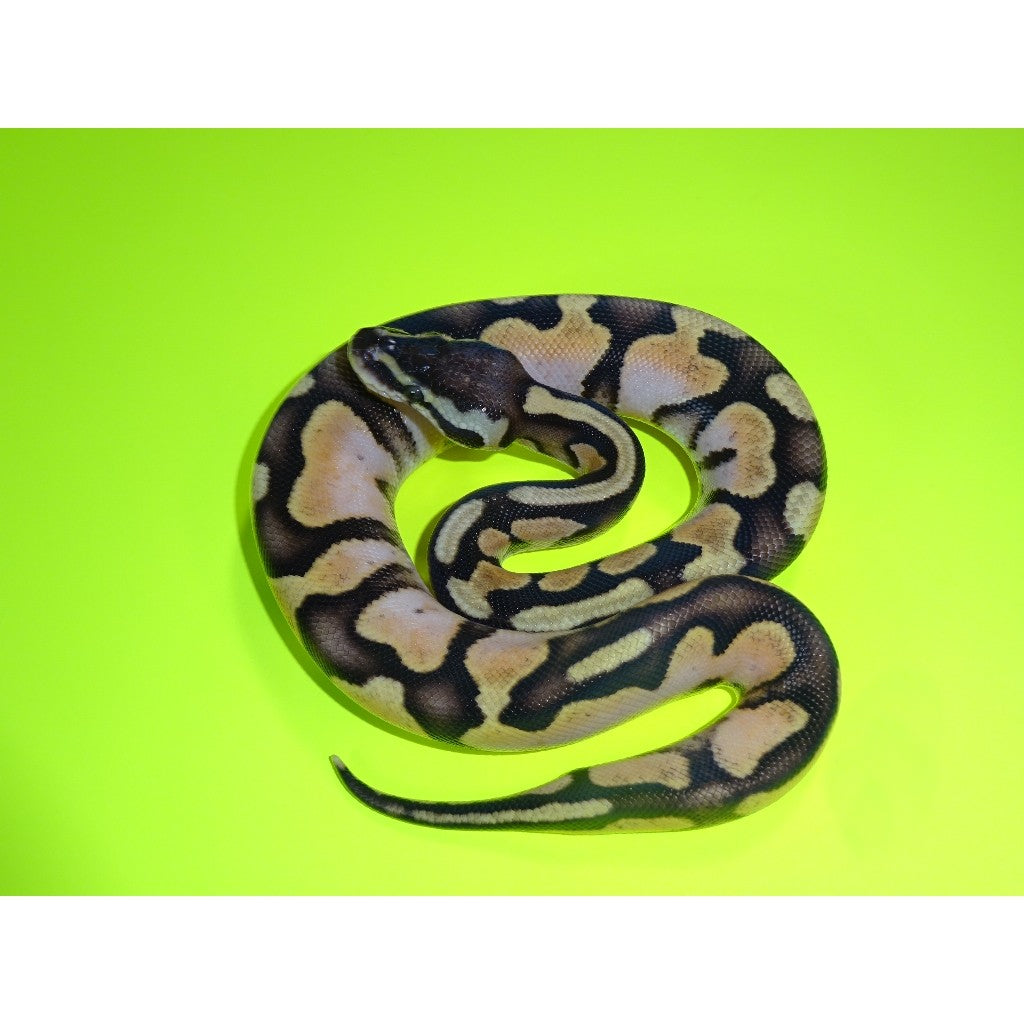 Adult Pastel Calico Ball Python