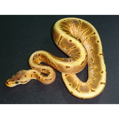 Nuclear Spinner Ball Python