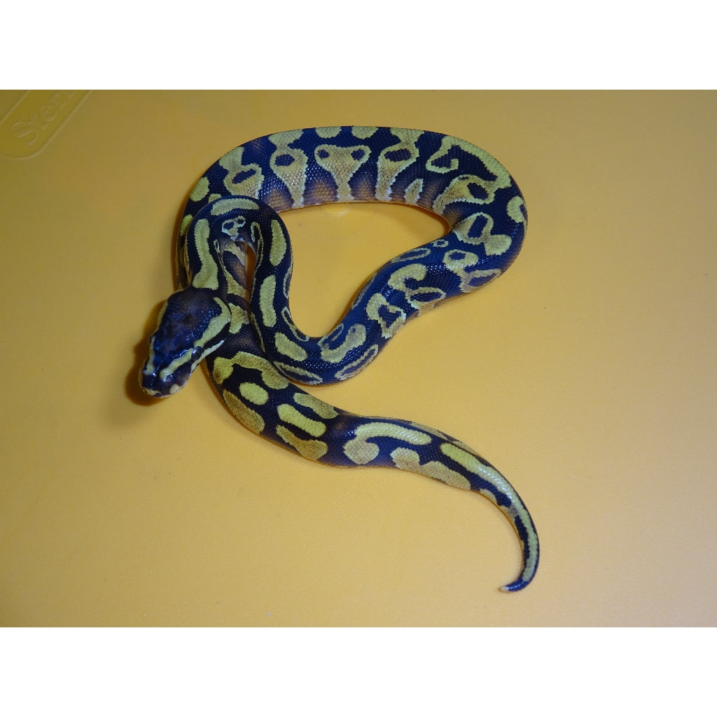 Ball Python Belly Patterns