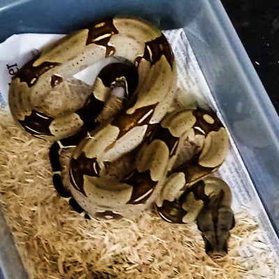 Peruvian Red Tail Boa (STOCK PRT347)