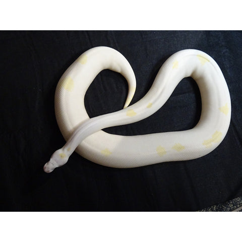 Albino Ivory Bull Snake