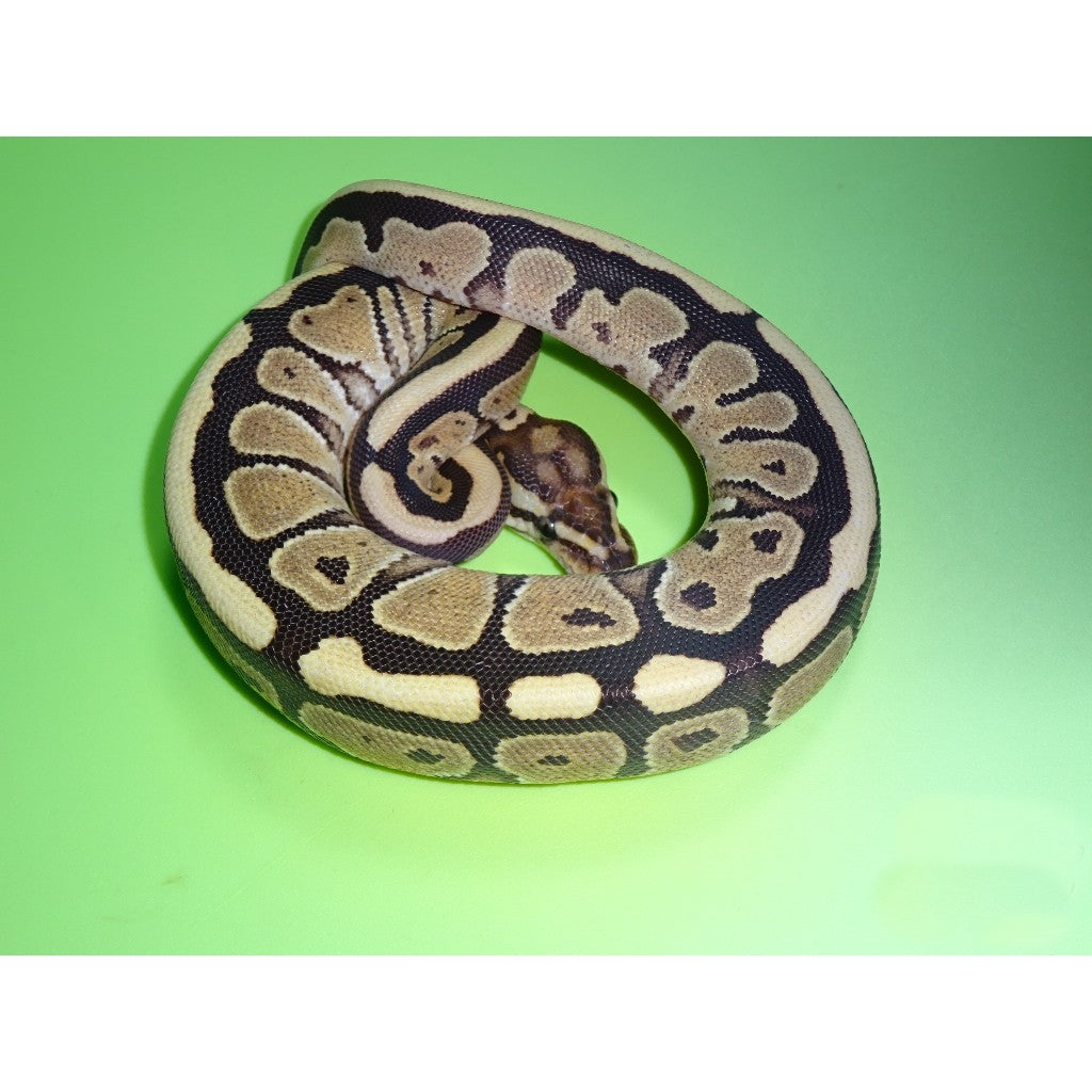 Ball Python Morphs List