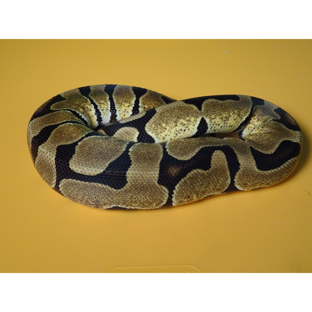 Fire Spider Ball Python