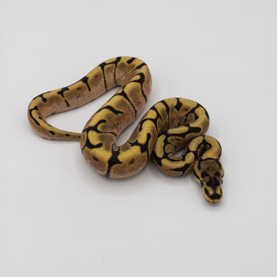 Fire Spider Ball Python (Actual Photo﻿)