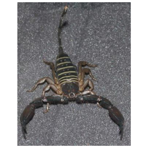 Flat Rock Scorpion