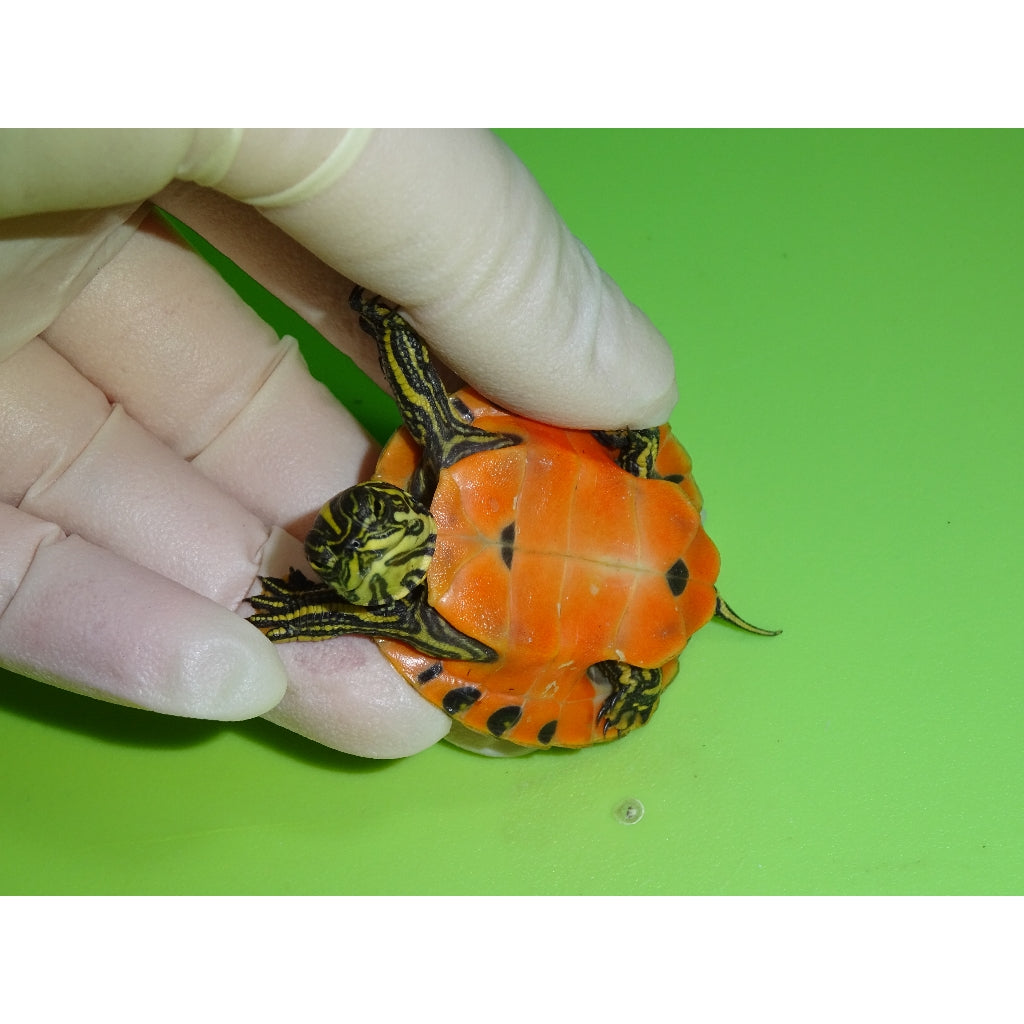 Northern Red Bellied Cooters | Big Apple Herp