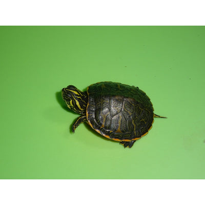 Northern Red Bellied Cooters