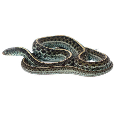 Florida Blue Garter Snakes
