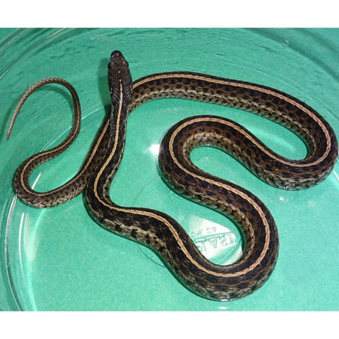 Florida Garter Snakes