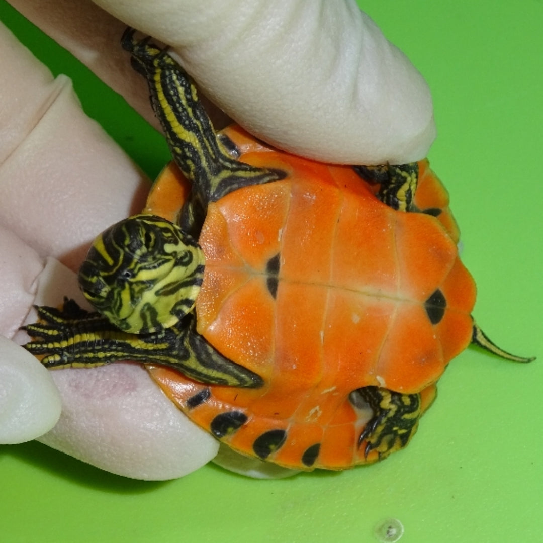 Florida Red Bellied Cooter | Big Apple Herp