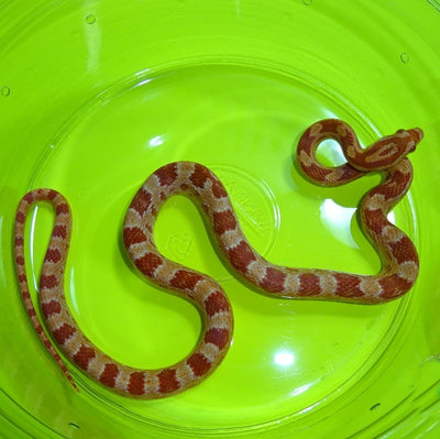 Fluorescent Orange Corn Snakes
