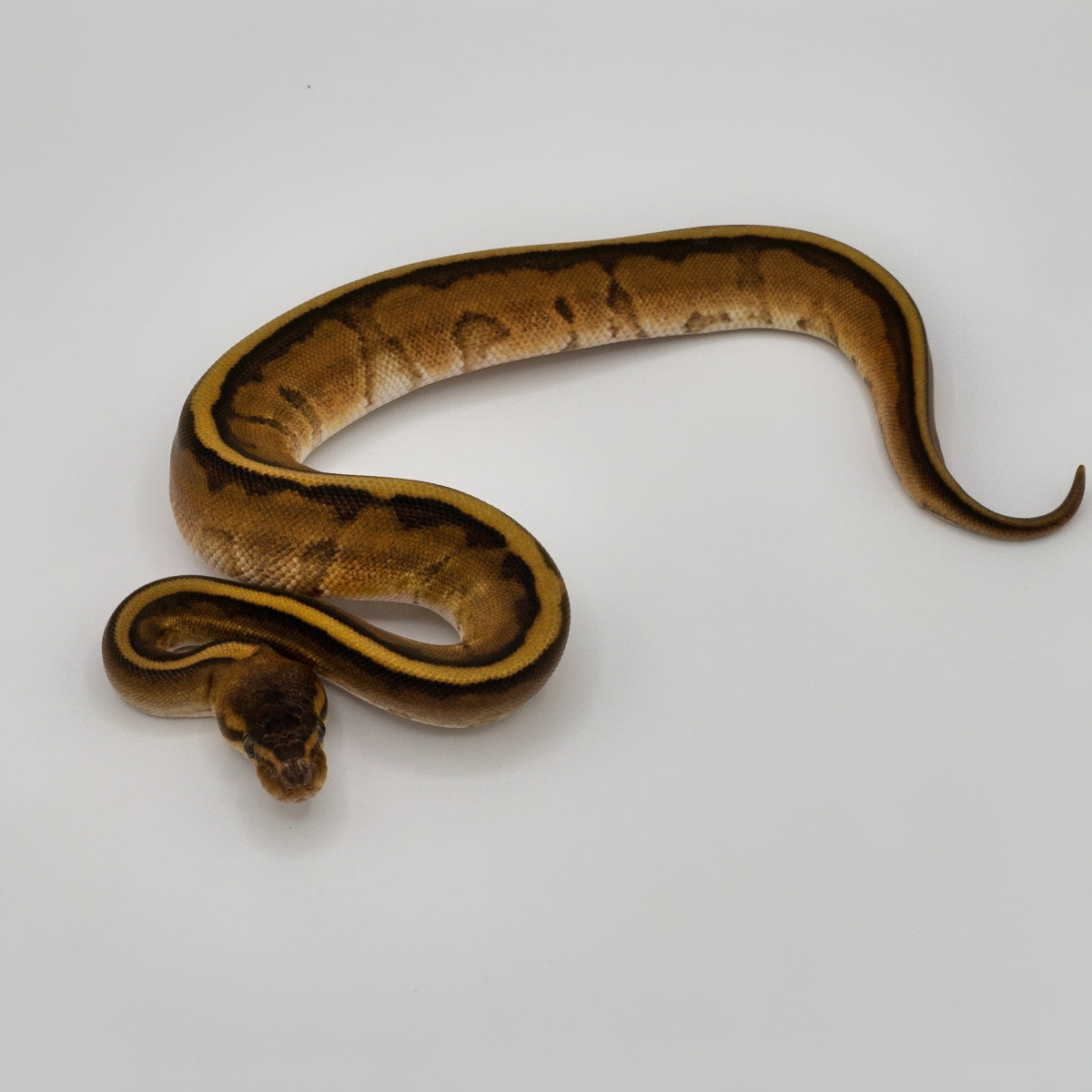 Ball Python Gender Differences Ball Python Gender Determination