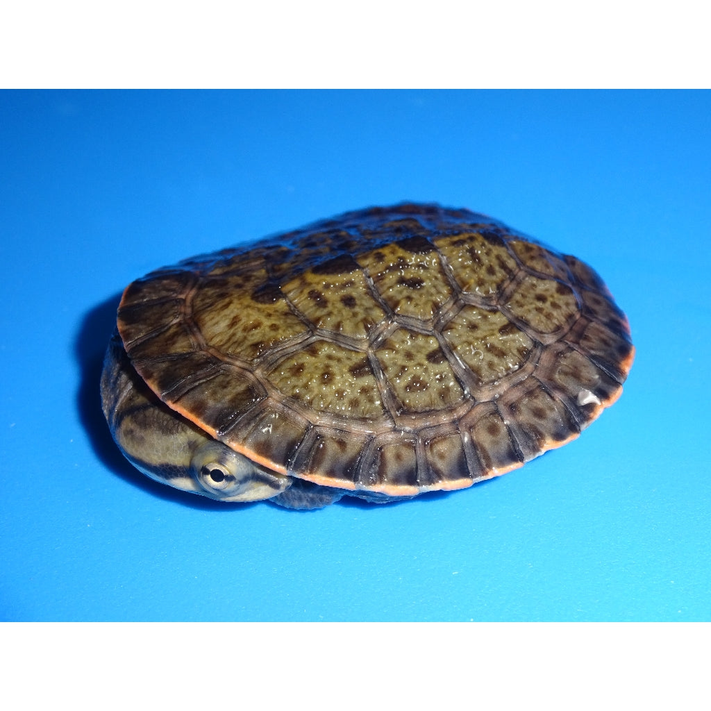 Geoffrey's Sideneck Turtles | Big Apple Herp