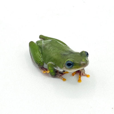 Ghana Reed Frogs