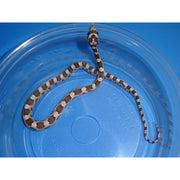 Ghost Corn Snakes